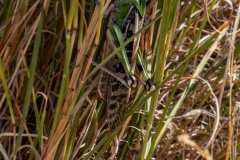 A huge interesting grasshopper.