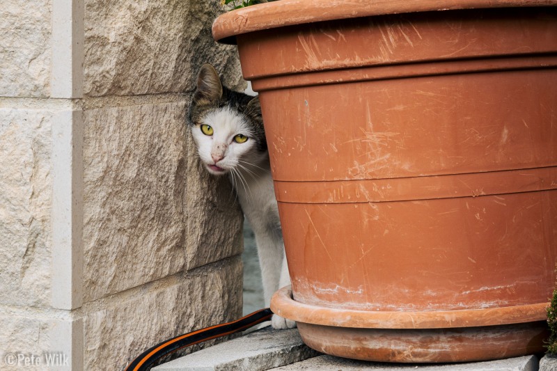 On the way down from the Fortica we ran into lots of Omiš kitties!  This one was a little shy but very interested in us.