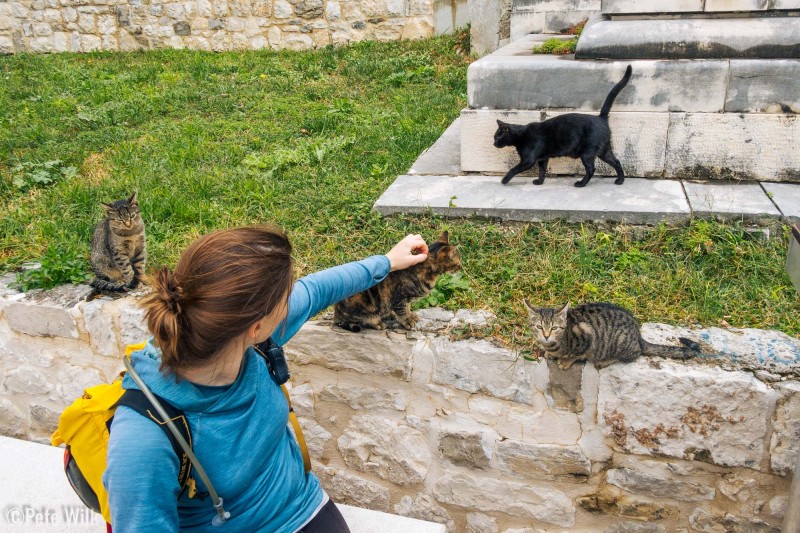 In an old cemetery we ran into about six very friendly cats.  As soon as we showed up more and more came out to get some pets and ear scratches.