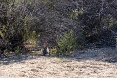 Desert bunny.