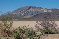 More desert flowers.