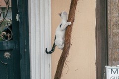 Istanbul and Turkey in general are big fans of cats.  In Istanbul there were tons.  Not sure if this one was hunting or just having fun.