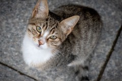 One of the most friendly kedi around our hotel in Istanbul.