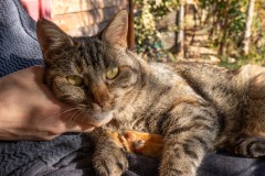 Our surrogate cat for the bulk of our trip, Katana.  She lives at the Flying Goat Camp.