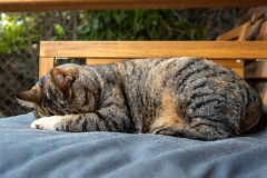 Katana liked hanging out on our porch chair in the morning to catch the sun.