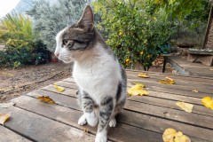 Junior the other cat at Flying Goat.