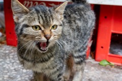 Super vocal kitten at the market in Geyikbayiri.