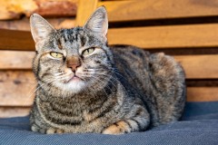 Our favorite kitty from the trip.  Note the nick in Katana's ear.  All the fixed cats had this feature.
