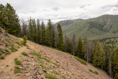 On the trail run to Pioneer Cabin.