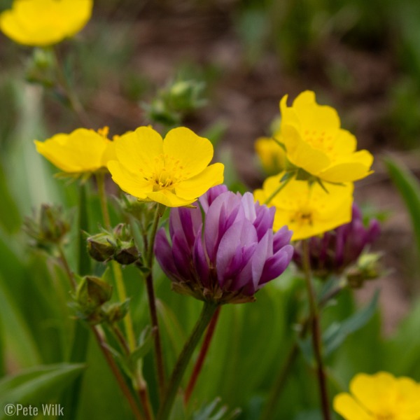 There were nice wildflowers in the meadows and basins below the peaks, but not quite as nice as other alpine areas I've been.