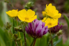There were nice wildflowers in the meadows and basins below the peaks, but not quite as nice as other alpine areas I've been.