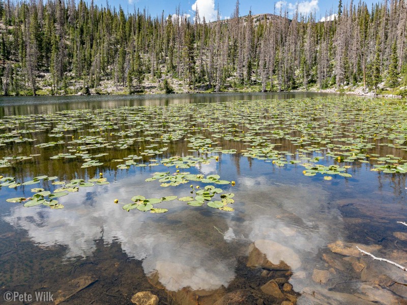 Got to see a nice lake with lillypads.