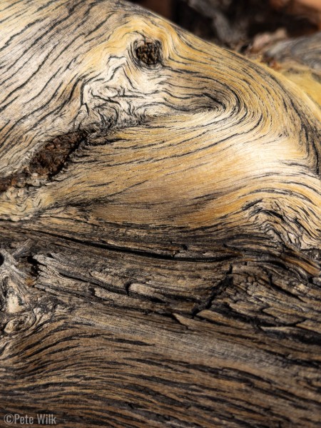 Hard living tree on the summit.