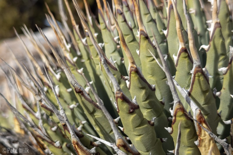 Spikey.