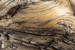 Hard living tree on the summit.