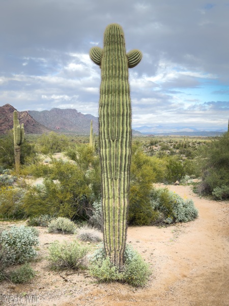Saguaros are so interesting and never get old in seeing their various forms.