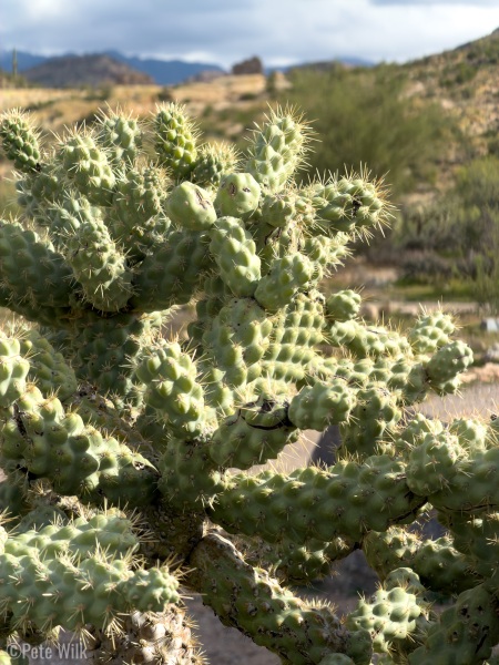 A myriad of cactus on our journeys.  This is a jumping cholla.