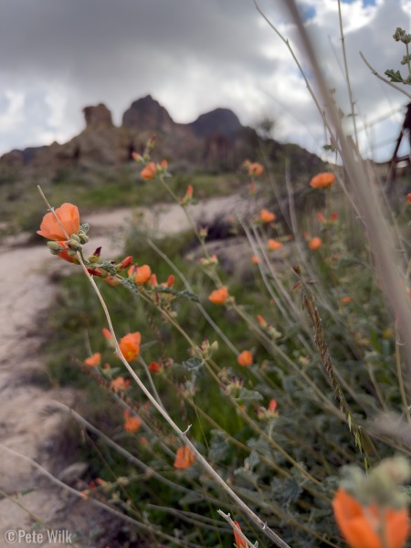 Globemallow flowers were everywhere.