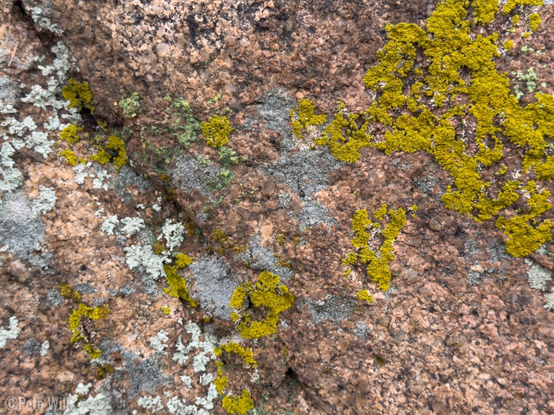 The lichen is so varied and iconic in the Stronghold.