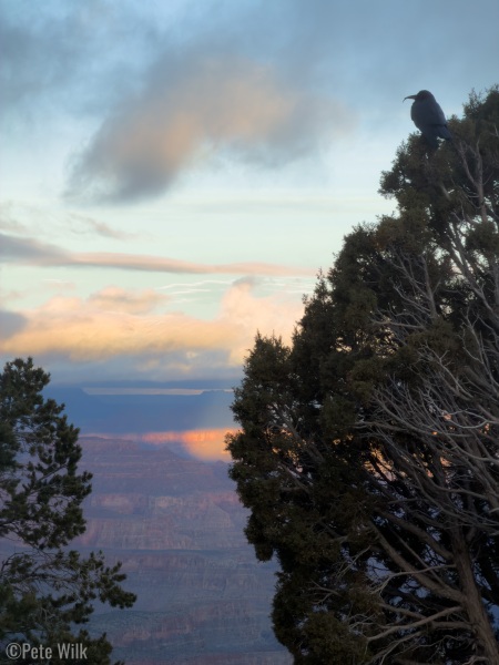 While waiting for the sunrise I saw this raven with a peculiar beak.