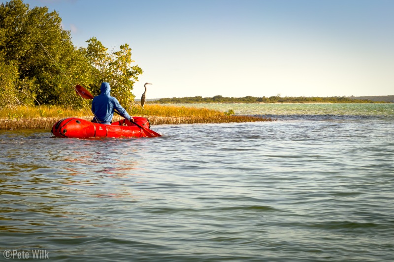 Kyle getting close to a heron.