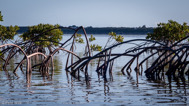 The always interesting mangrove roots.