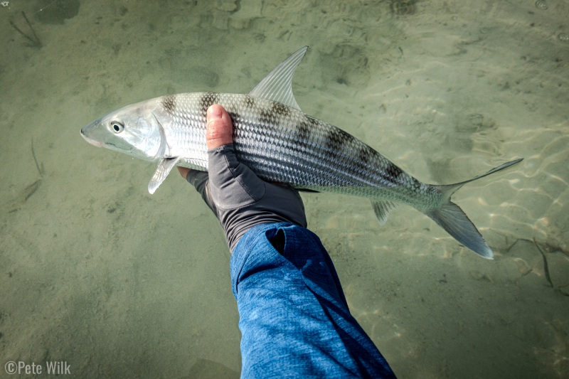 Such cool looking fish.  The look fast even when motionless.