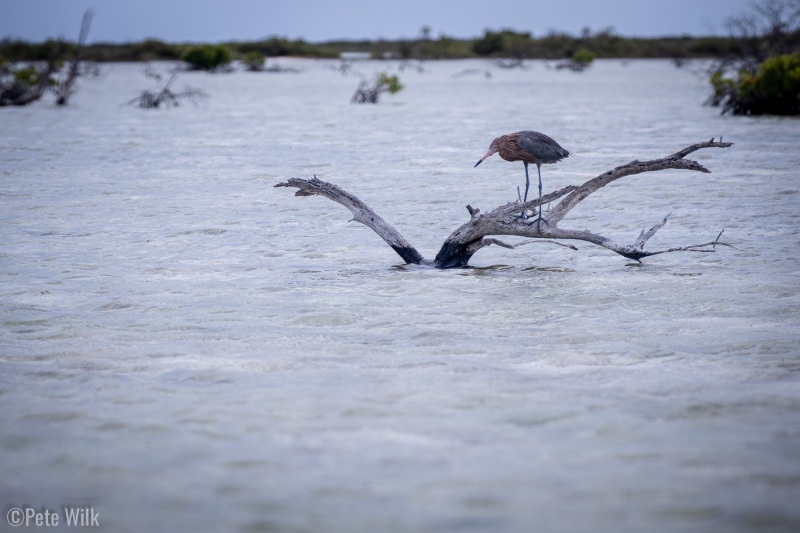 Reddish heron looking warily in my direction.