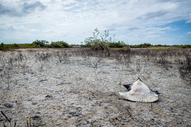 One of the many conch shells I came across.