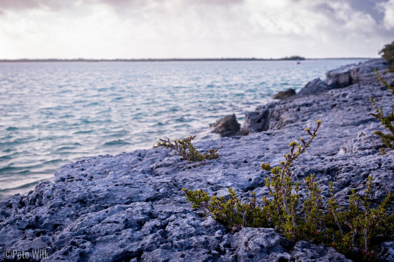 Much if the island had outcroppings of limestone.  Nothing climbable that I saw, but very flat almost man-made looking outcroppings.