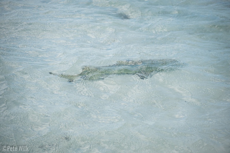 One of the many sharks I saw.