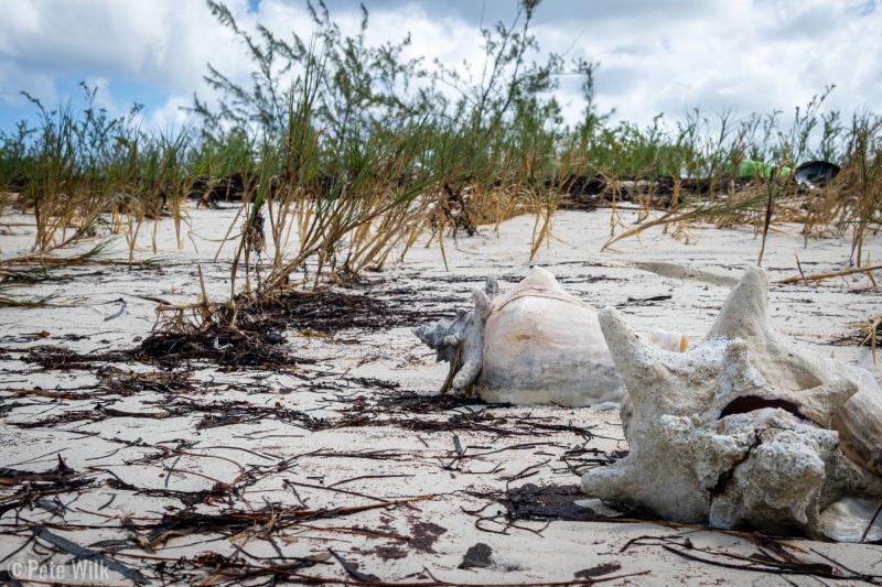 Old conch shells.