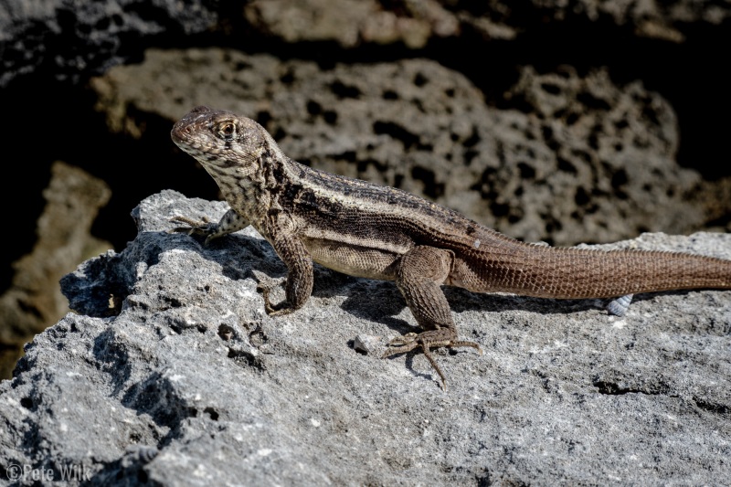 I think this is a curly-tailed lizard.