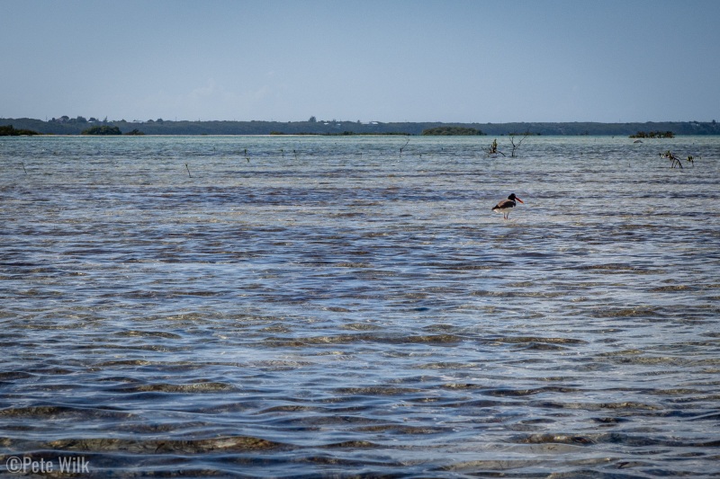 American Oystercatcher