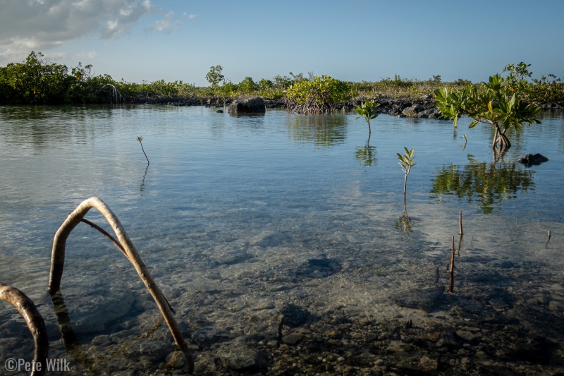 Takeout near the causeway.