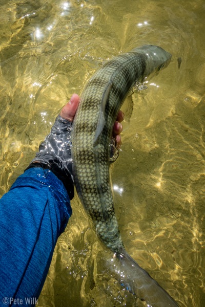 Letting my last bonefish of the trip go.